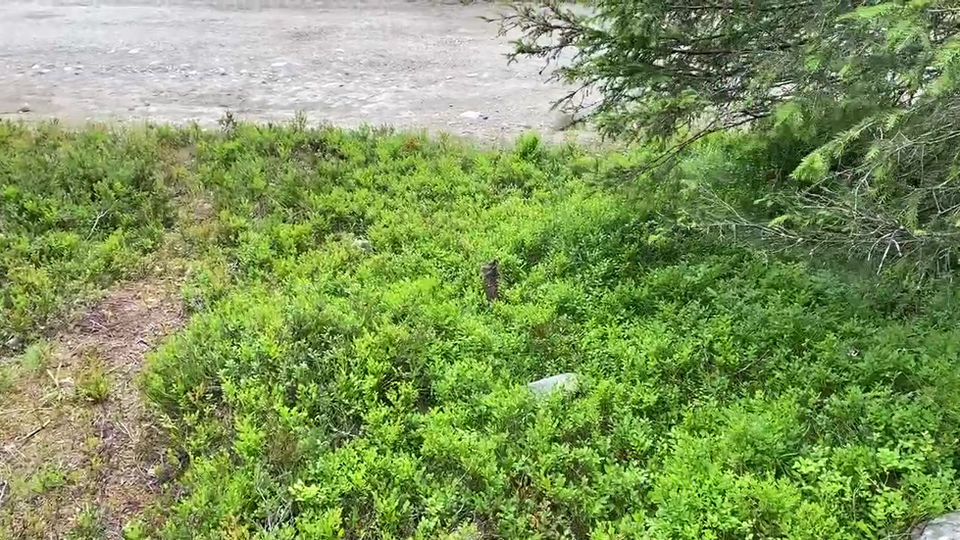 Hare